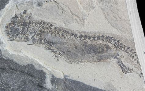 Permian Branchiosaur (Amphibian) Fossil - Very Nice For Sale (#42794 ...