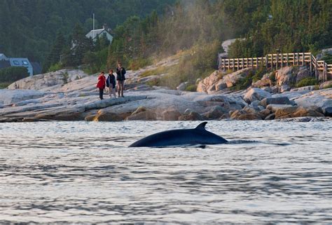 Best Things To Do In Quebec: Let's Go Whale Watching in Tadoussac! | For Two, Please O Canada ...