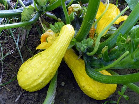 Yellow crookneck squash, Crookneck squash, Squash plant