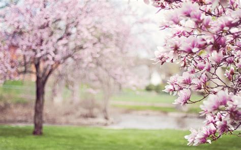 2880x1800 Cherry Blossom Tree 5k Macbook Pro Retina ,HD 4k Wallpapers ...