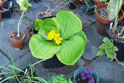 A not so simple garden: Costus spectabilis, a Spectacular Plant Indeed