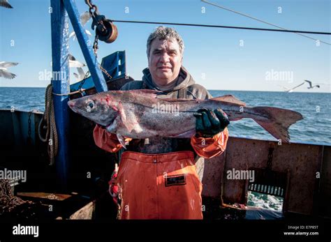 Atlantic Cod (Gadus Morhua) on deck of fishing dragger.Stellwagen Bank, New England, United ...