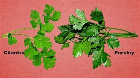 Parsley Versus Cilantro: Similarities And Differences Explained