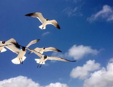 Free photo: Seagulls, Freedom, Flying, Birds - Free Image on Pixabay ...