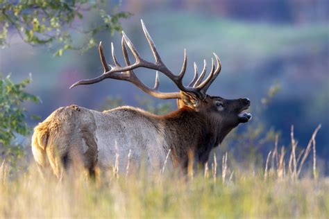 See Wild Elk In West Virginia At Tomblin Wildlife Management Area