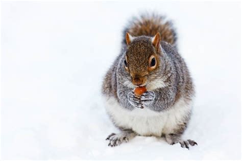 How Do Squirrels Survive the Winter - BackyardCritter