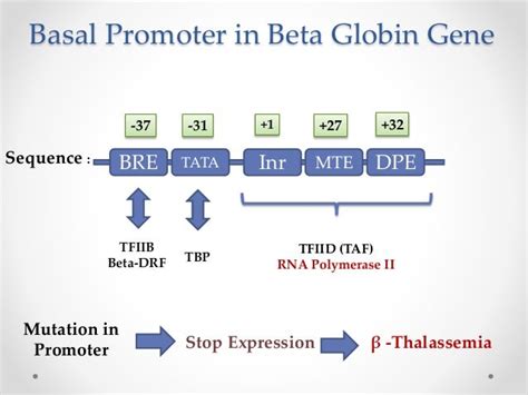 Beta Globin Gene Cluster