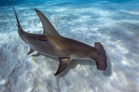 Great Hammerhead Shark