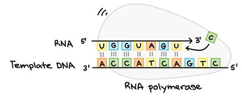 DNA Transcription (RNA Synthesis)- Article, Diagrams and Video