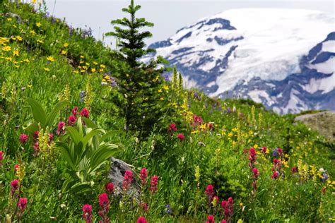 Take in the Splendor of Mount Rainier’s Wildflowers - LewisTalkWA