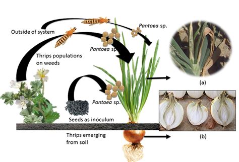 onion thrips life cycle - At The Size Journal Galleria Di Immagini