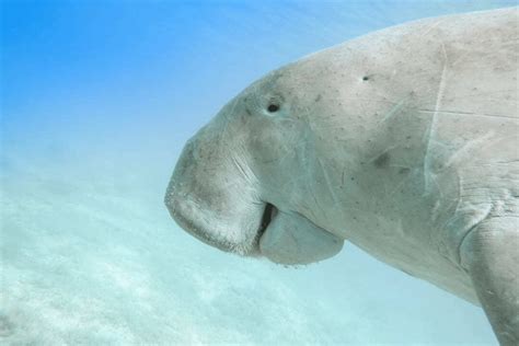 Dugong Facts - CRITTERFACTS