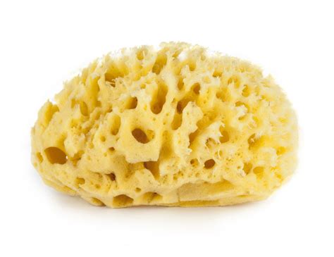 Bellini Honeycomb Bath Sponge Natural Sea Sponge | Walmart Canada