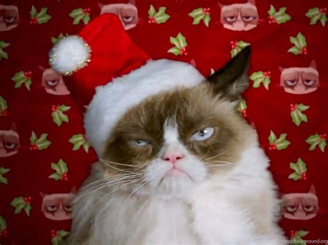 Grumpy Cat Christmas Wallpapers - Top Free Grumpy Cat Christmas ...