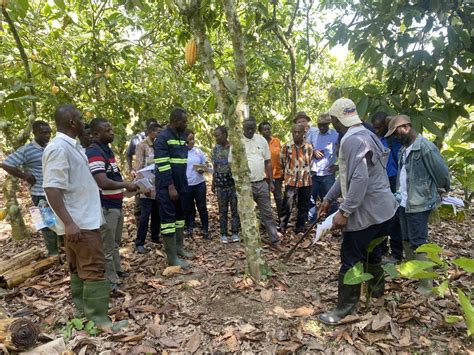 CSIR-SRI pilots remote sensing for fertilizer application on cocoa farms | GhHeadlines Total ...