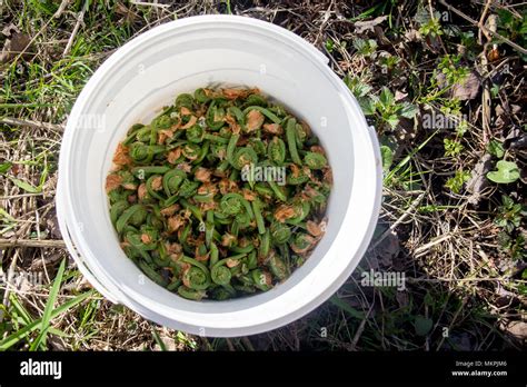 edible fiddlehead fern picked in the forest Stock Photo - Alamy