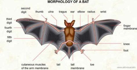 Image result for vampire bat anatomy | Bat feet, Bat anatomy, Bat photos