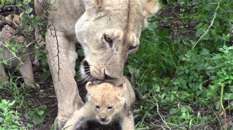 Serengeti Lion Cubs - YouTube