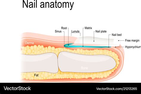 Nail Bed Anatomy Diagram