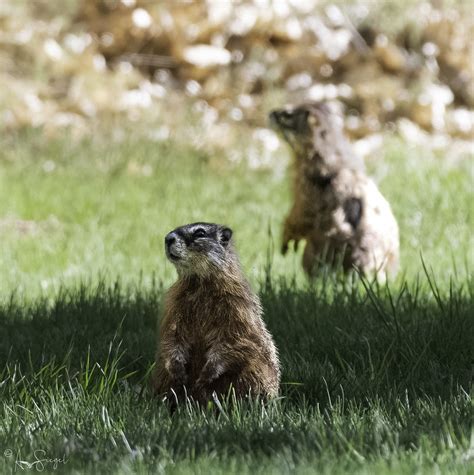 Yellow Bellied Marmots | Pair of Yellow Bellied Marmot paren… | Flickr