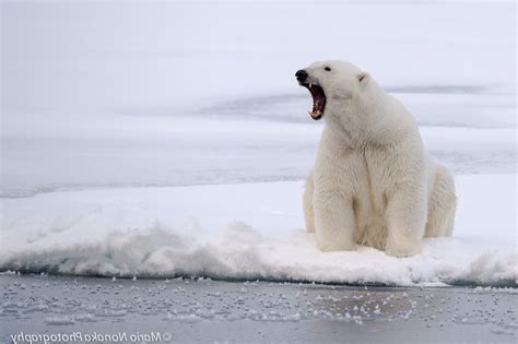 photography, Animals, Polar Bears Wallpapers HD / Desktop and Mobile ...