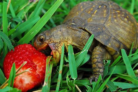 Epic nom! | Turtle eating strawberry, Cute tortoise, Animal eating