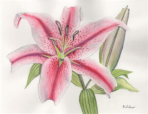 Stargazer Lily Painting by Bob Labno - Fine Art America