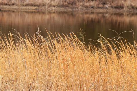 Tall Winter Prairie Grass At Pond Free Stock Photo - Public Domain Pictures