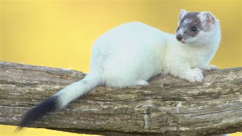 Going Ermine: How Stoats Turn White For Winter | Discover Wildlife ...