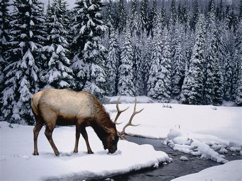 wild animals | Winter wallpaper, Winter pictures, Winter scenes