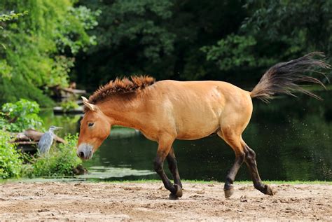 Przewalski’s wild horse | Wild horses, Horses, Horse inspiration