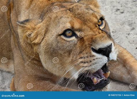 Close Up Portrait of Angry Furious Lioness Roar Stock Photo - Image of predator, lioness: 94072726