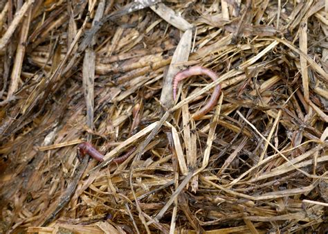 Using Hay vs. Straw in the Garden