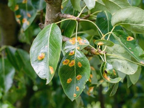 Rust Fungus Symptoms - Learn About Rust Treatment | Gardening Know How