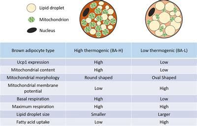 Frontiers | Brown Adipose Tissue Heterogeneity, Energy Metabolism, and Beyond