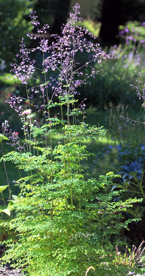 Thalictrum delavayi - Riverside Garden Centre