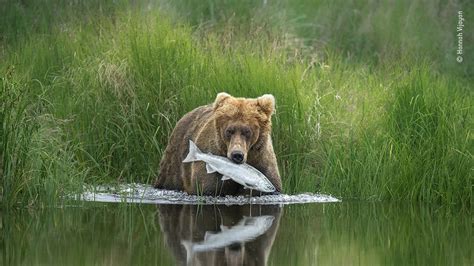 Natural History Museum's Wildlife Photographer of the Year exhibition ...