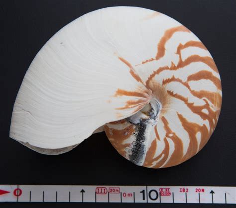 Chambered Nautilus Sea-snail shell - Nautilus pompilius - 16×12×8 cm - Catawiki