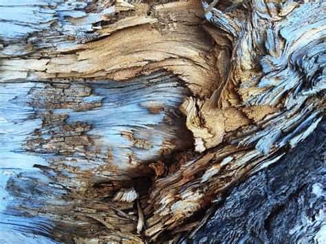 Free Images : tree, rock, branch, abstract, wood, texture, trunk, bark, formation, cliff ...