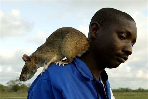 Gambian pouched rat - Alchetron, The Free Social Encyclopedia