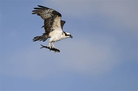 Florida Wildlife - Regensburger Photography