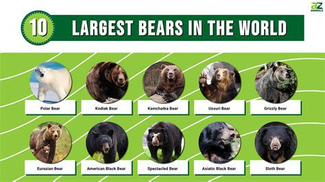 The 10 Largest Bears That Still Roam the World Today - A-Z Animals