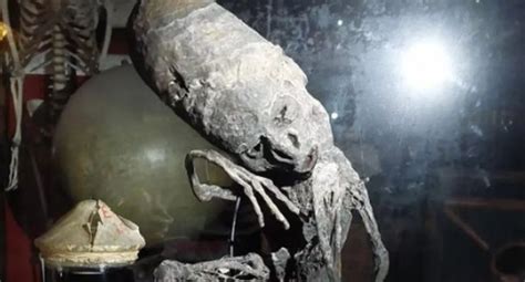 A mummy in a Belgian museum resembles Mexican alien mummies