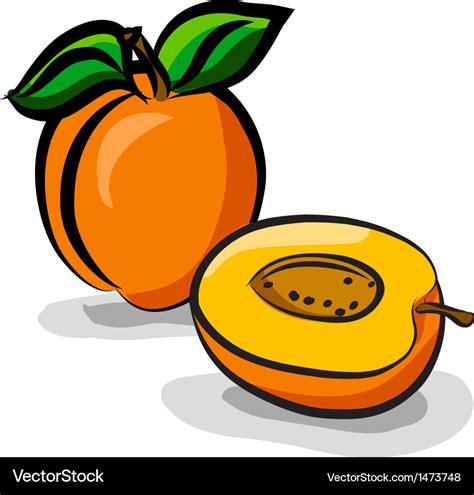 Apricot fruits sketch drawing Royalty Free Vector Image