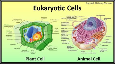 Top 191 + Give difference between plant cell and animal cell ...