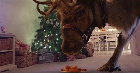 Parents can film Santa's reindeer eating carrots in their home on ...