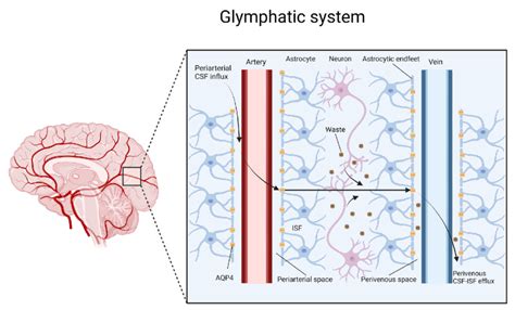 Schematic representation of the glymphatic system. | Download Scientific Diagram