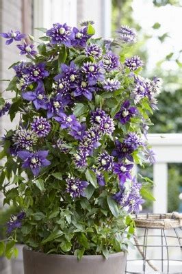 Concept Plants | Clematis 'Taiga' PP27,591