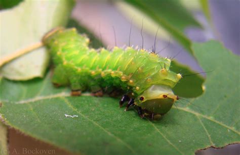 Luna Moths | 6legs2many