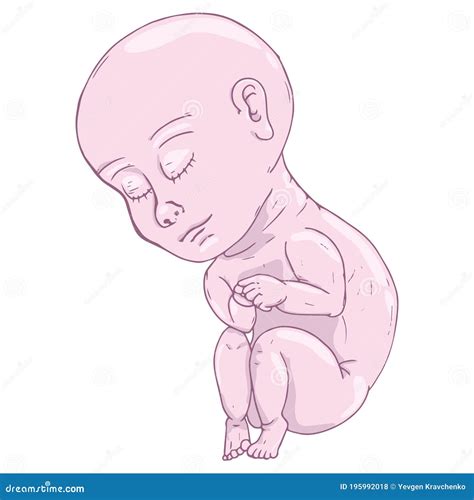 Baby in Fetal Position Icon. Vector Illustration of Baby Fetus. Hand Drawn Baby in Fetal ...